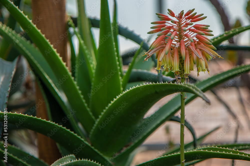 aloe vera plant in bloom aloe vera plant in bloom