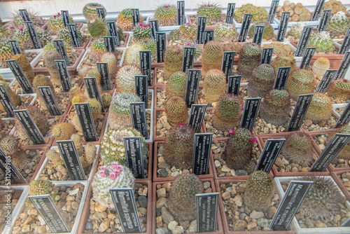 cactus in the greenhouse with name signboard photo