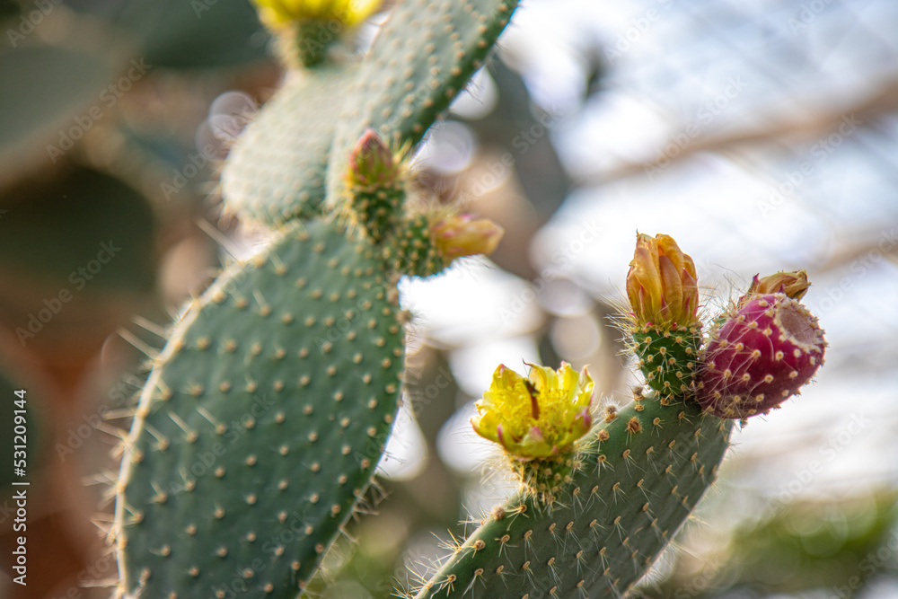 cactus in a greenhouse