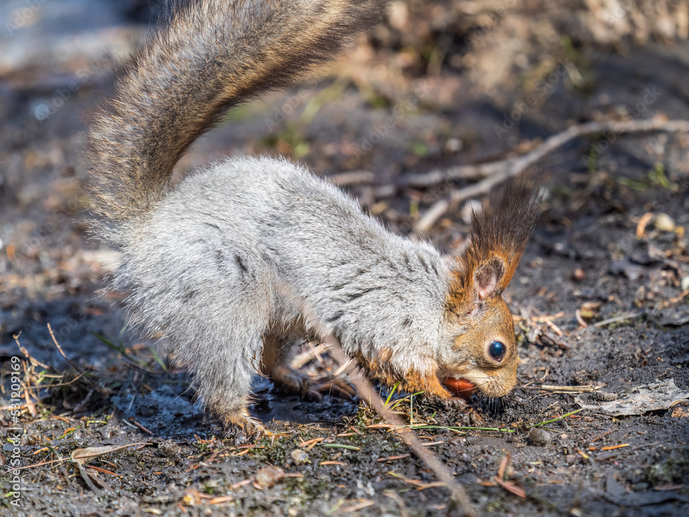 Squirrel in autumn or spring hides nuts on the green grass with fallen yellow leaves Squirrel in autumn or spring hides nuts on the green grass with fallen yellow leaves