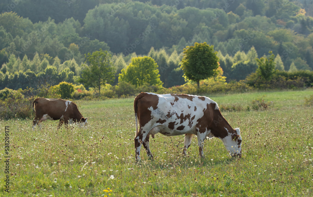 Krowy na pastwisku w Bieszczadach.