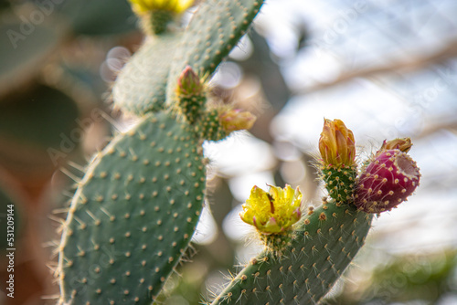 cactus in a greenhouse