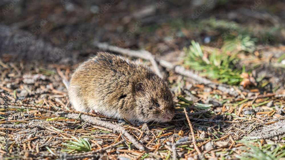 A closeup of a Common vole, Microtus arvalis, on the ground with a blurry background A closeup of a Common vole, Microtus arvalis, on the ground with a blurry background