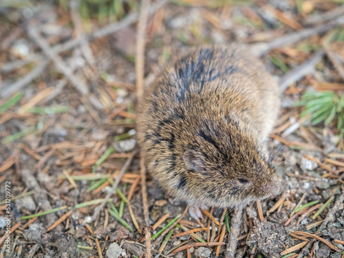 A closeup of a Common vole, Microtus arvalis, on the ground with a blurry background