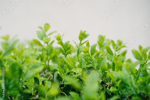 fresh herbs on a wooden background