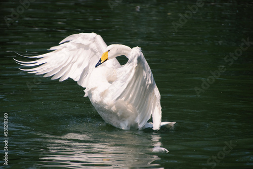 swan in the water