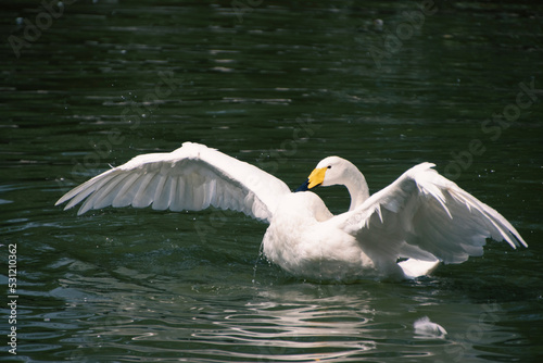 swan in the water