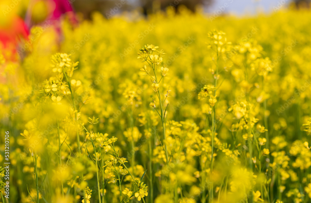 Mustard Seed Plants with Flower with Selective Focus in Horizontal Orientation, Mustard Field