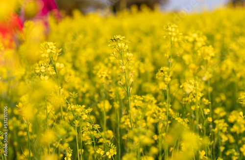Mustard Seed Plants with Flower with Selective Focus in Horizontal Orientation, Mustard Field