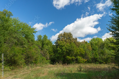 Green growth of the forest against a blue sky with white fluffy clouds