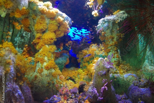 Fototapeta Naklejka Na Ścianę i Meble -  coral reef in aquarium