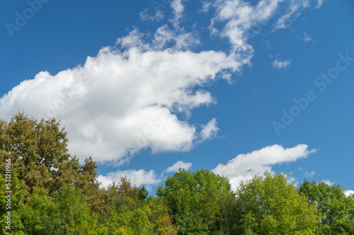 Green growth of the forest against a blue sky with white fluffy clouds © Михаил Таратонов