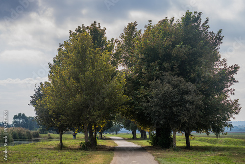 Among the trees