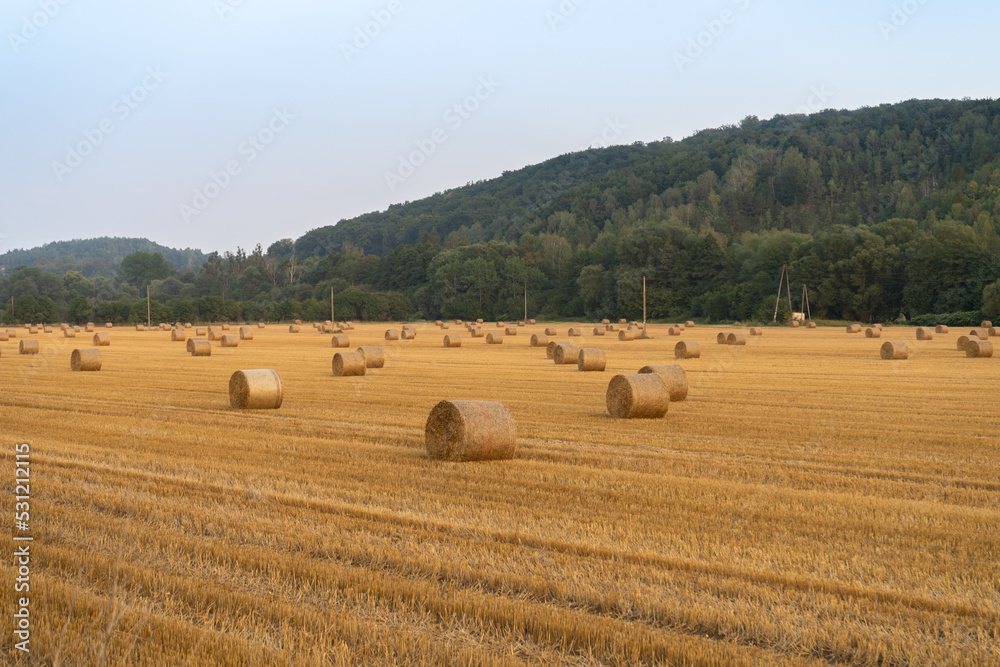 Hay bales (hay balls, haycock or haystack) on a farm field. Straw bales on agriculture field. Rural farm land nature, Countryside landscape after harvest.