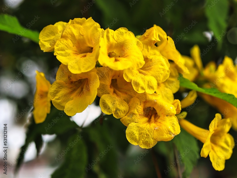 yellow flowers in the garden