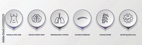 infographic template with outline icons. infographic for human body parts concept. included female hips and waist, brain upper view, respiratory system, human eyebrow, human spine, white blood cell