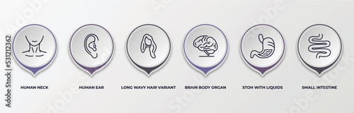infographic template with outline icons. infographic for human body parts concept. included human neck, human ear, long wavy hair variant, brain body organ, stoh with liquids, small intestine