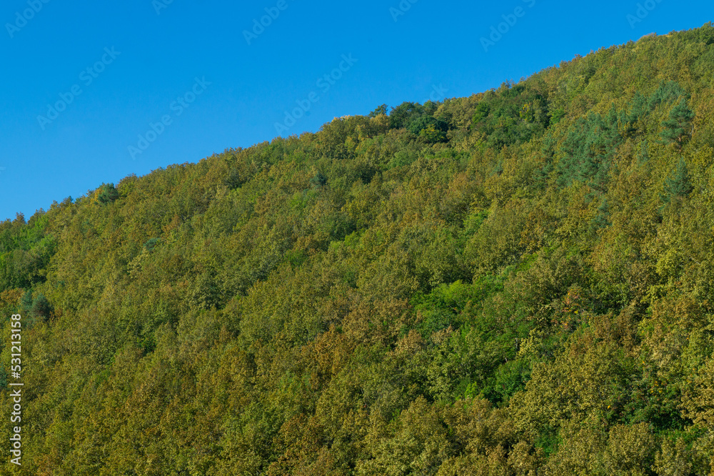Green autumn forest  and blue sky as a pattern, texture, background