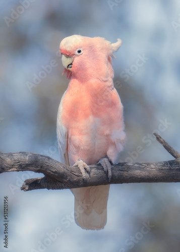 Portrait of a wild Major Mitchells cockatoo (Lophochroa leadbeateri) perched on a branch with sky and vegetation in background, Australia photo