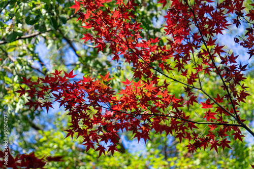 赤く紅葉したもみじ