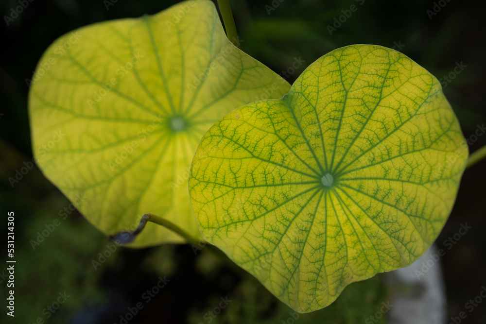green leaf background green leaf background