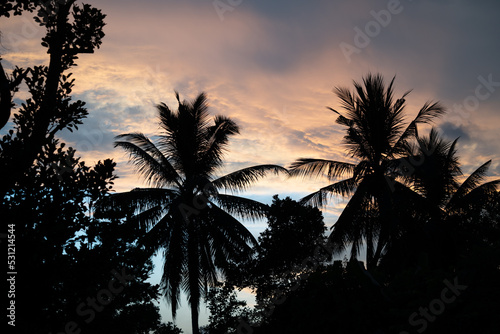 palm trees at sunset Bali  Indonesia