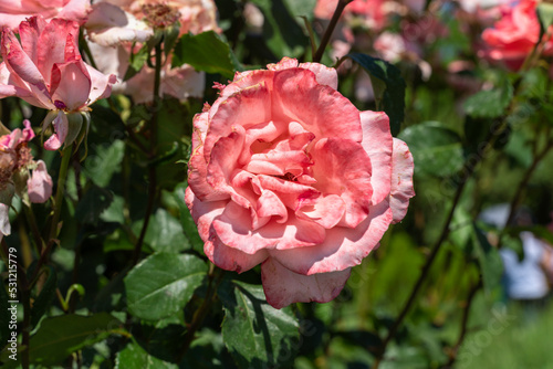 Blossoming pink rose in summer garden, natural light,vertical.