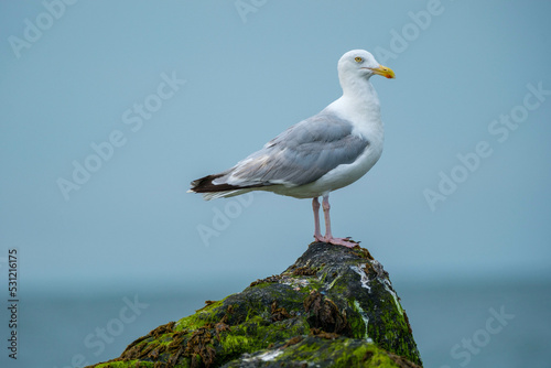 Meeuw || Seagull photo