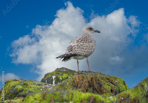 Meeuw || Seagull photo