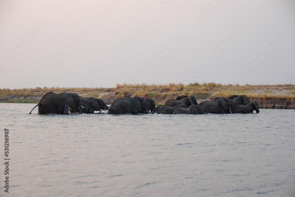 Fototapeta premium Herd of elephants crossing Chobe river at sunset