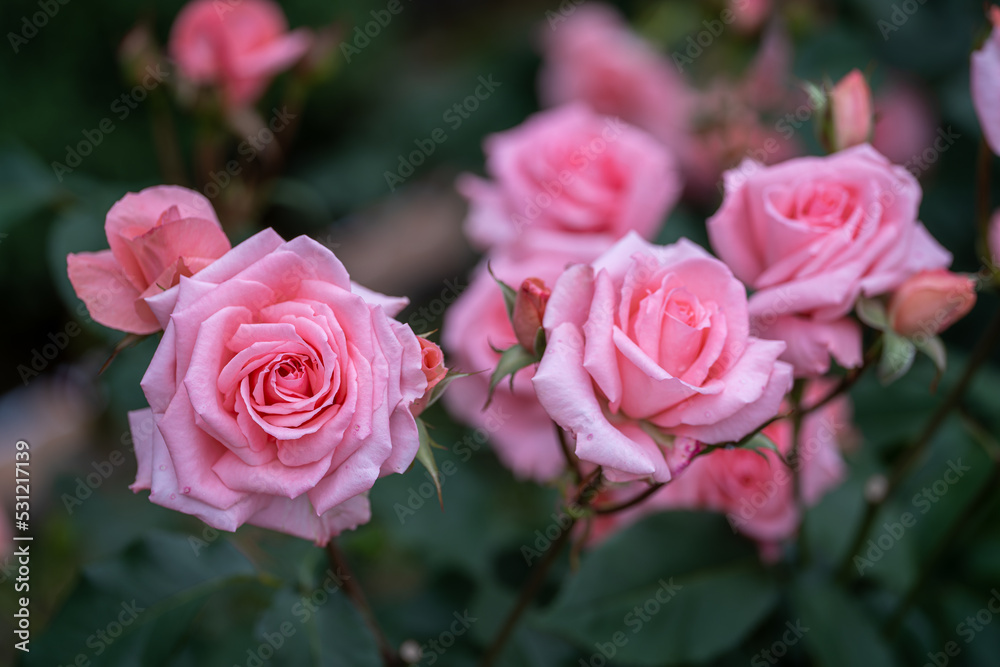 奈良-【霊山寺の薔薇園】