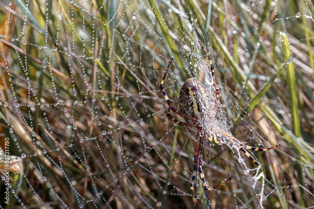 a spider with its newly spun web in the morning mist a spider with its newly spun web in the morning mist