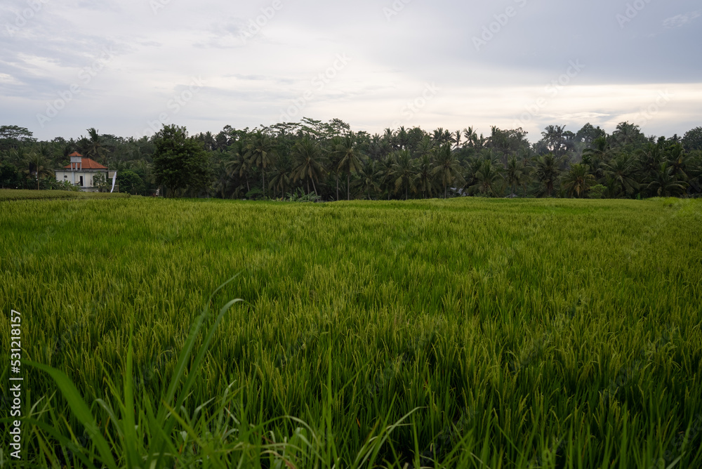 green field and sky, rice fields