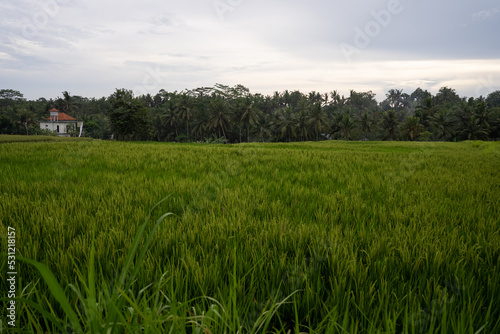 green field and sky  rice fields