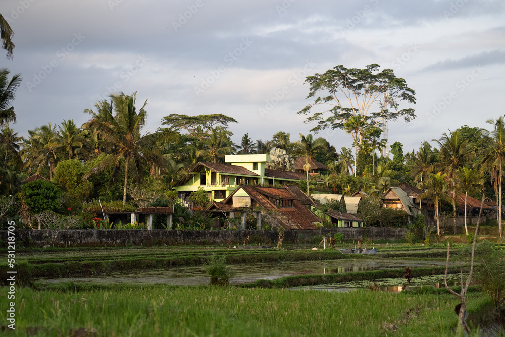 sunset light in the palm tree view, tropical jungle city, Bali Indonesia, ricefield sunset light in the palm tree view, tropical jungle city, Bali Indonesia, ricefield