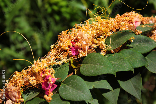 Fiveangled dodder, or Cuscuta pentagona, a parasitic plant on bougainvilleeae flowers photo