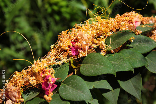 Quadro su tela Fiveangled dodder, or Cuscuta pentagona, a parasitic plant on bougainvilleeae fl