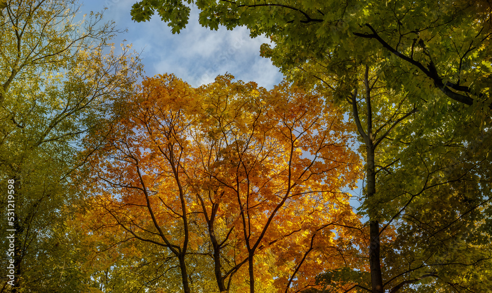 Branches of autumn trees against the sky.