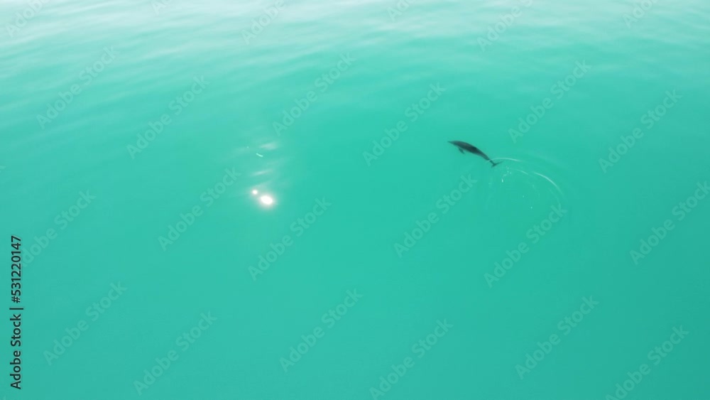 Aerial view of the dolphins slowly swimming in crystal clear calm turquoise waters. Group of endemic marine mammals migrating along coastline as seen from above.
