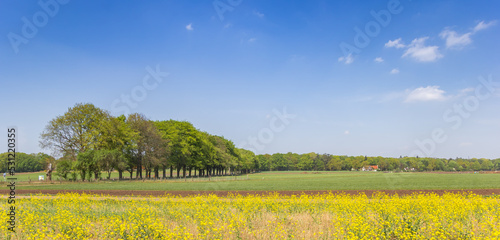 Yellow rapeseed at the foot of the Holterberg hill in Holten, Netherlands