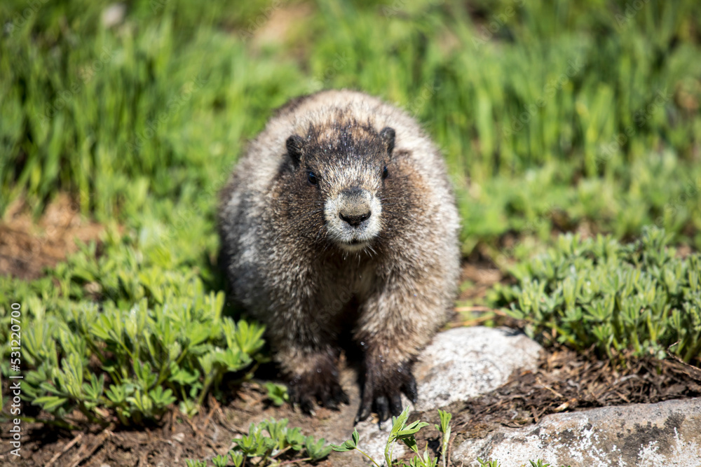 wild marmot in its sub alpine habitat in Mt.Rainier national park in Washington State . wild marmot in its sub alpine habitat in Mt.Rainier national park in Washington State .