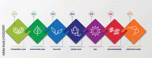 infographic template with linear icons. infographic for nature concept. included straberry leaf, hawthorn leaf, falcate, grape leaf, sol, escuamiforme, fertilize clinic editable vector.