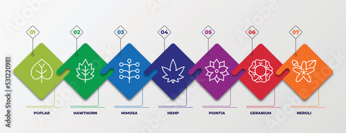 infographic template with linear icons. infographic for nature concept. included poplar, hawthorn, mimosa, hemp, pointia, geranium, neroli editable vector.