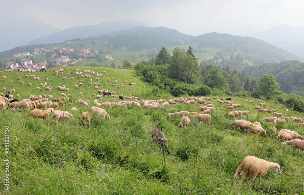 Fototapeta premium flock with many white sheep already shorn for the production of wool grazing