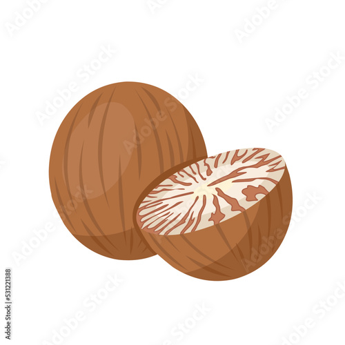 Vector illustration, dried betel nut, also known as areca nut, scientific name Areca catechu, isolated on white background.