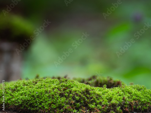 Natural green moss for product presentation or packaging. Background for cosmetic products. A pedestal for an empty show.