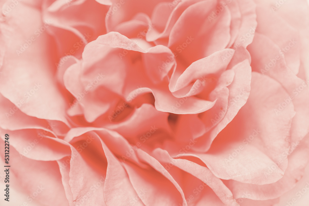 Blurred background with rose. Copy space for your text. Mock up template. Can be used for wallpaper, wedding card. Blurred background with rose. Copy space for your text. Mock up template. Can be used for wallpaper, wedding card.