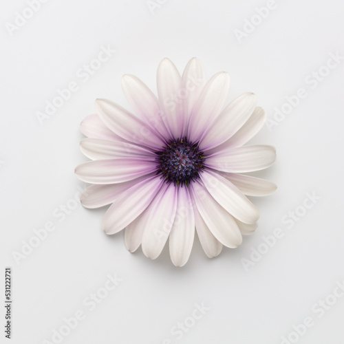 Flower on white background with copy space. Floral close-up.