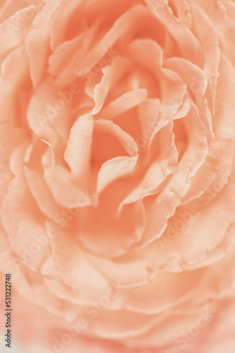 Blurred background with rose. Copy space for your text. Mock up template. Can be used for wallpaper  wedding card.