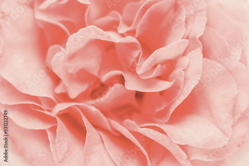 Blurred background with rose. Copy space for your text. Mock up template. Can be used for wallpaper  wedding card.